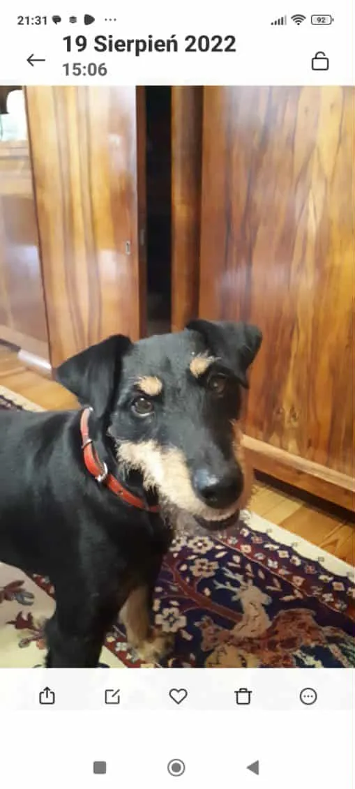 Zaginął pies, Rybienko Stare, 27 października 2025 (2/3)