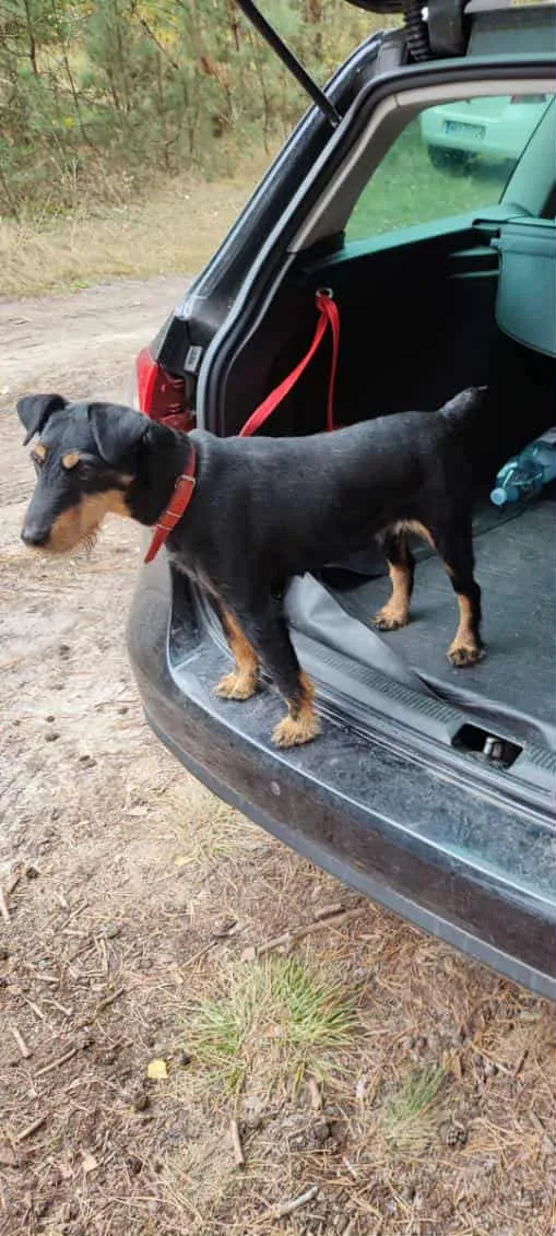 Zaginął pies, Rybienko Stare, 27 października 2025 (3/3)