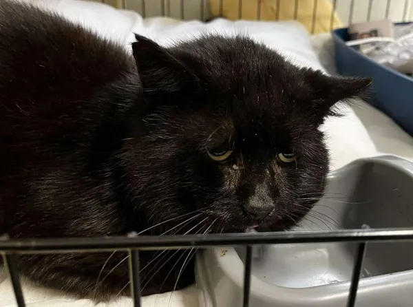 Znaleziono kota, Toruń, 26 października 2025