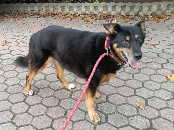 Znaleziono psa, Toruń, 25 października 2025