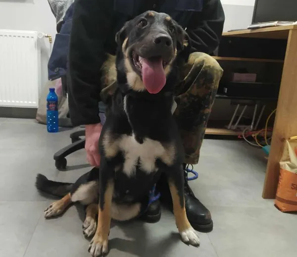 Znaleziono psa, Toruń, 25 października 2025