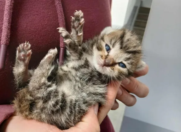 Znaleziono kota, Toruń, 24 października 2025