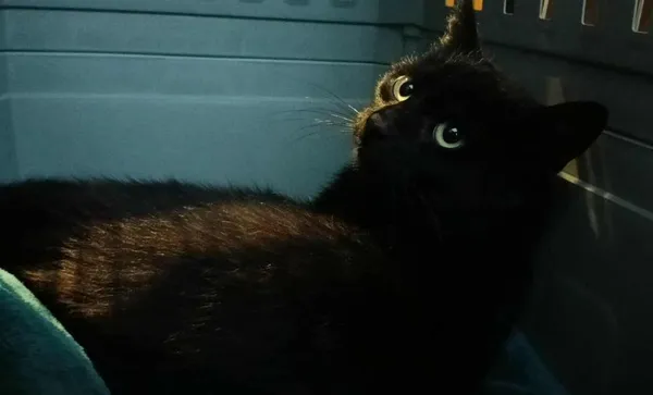 Znaleziono kota, Toruń, 23 października 2025