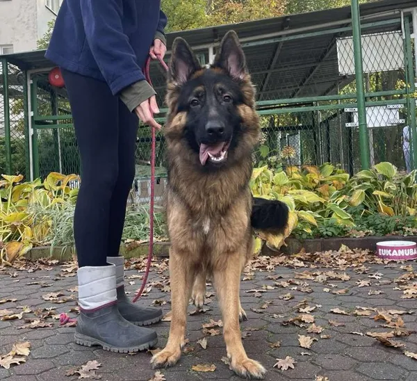 Znaleziono psa, Toruń, 23 października 2025