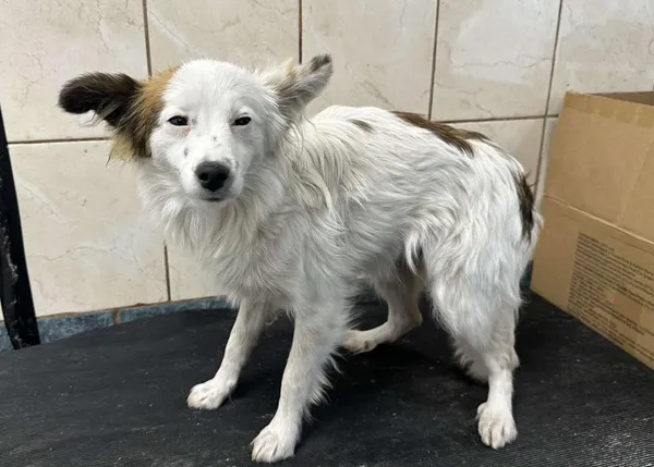 Znaleziono psa, Toruń, 23 października 2025