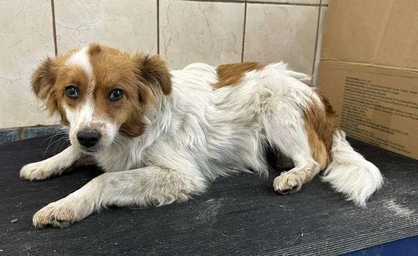 Znaleziono psa, Toruń, 23 października 2025