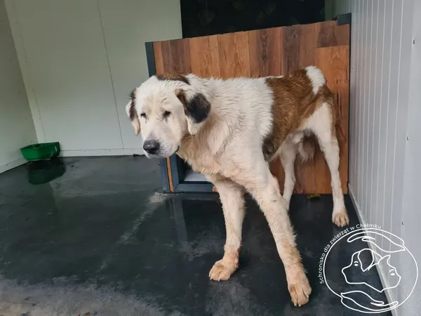 Pies do adopcji, Chełmek, 10 października 2025