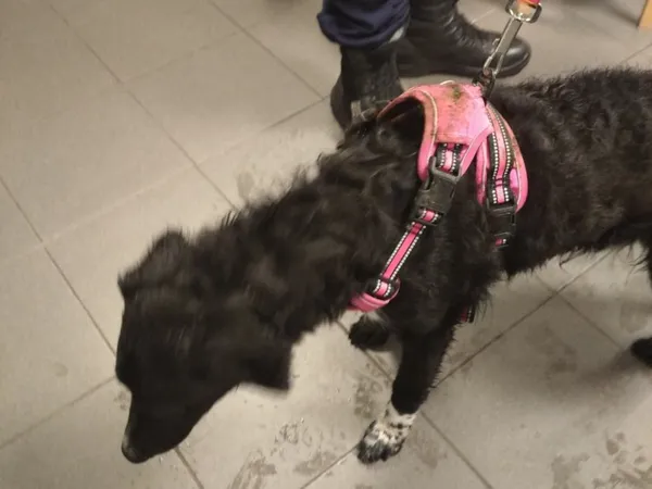 Znaleziono psa, Bydgoszcz, 27 października 2025