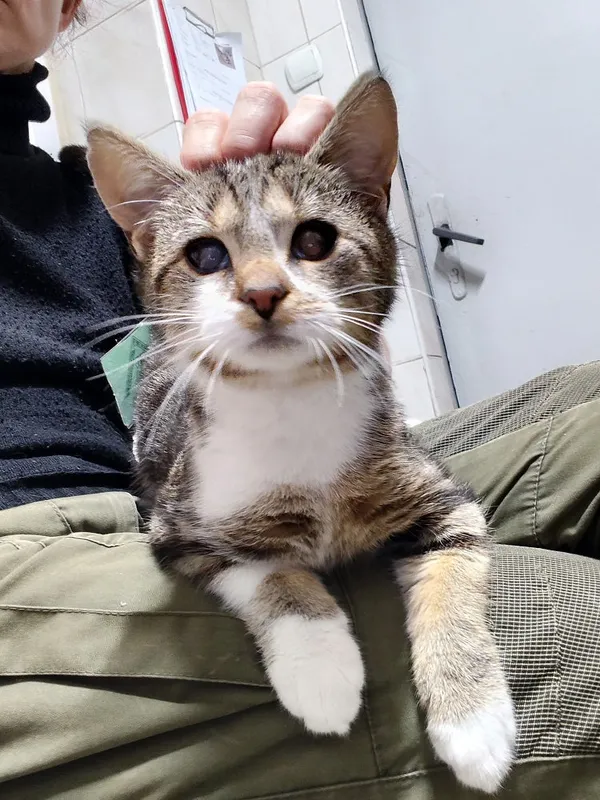 Kot do adopcji, Włocławek, 24 października 2025 (2/5)