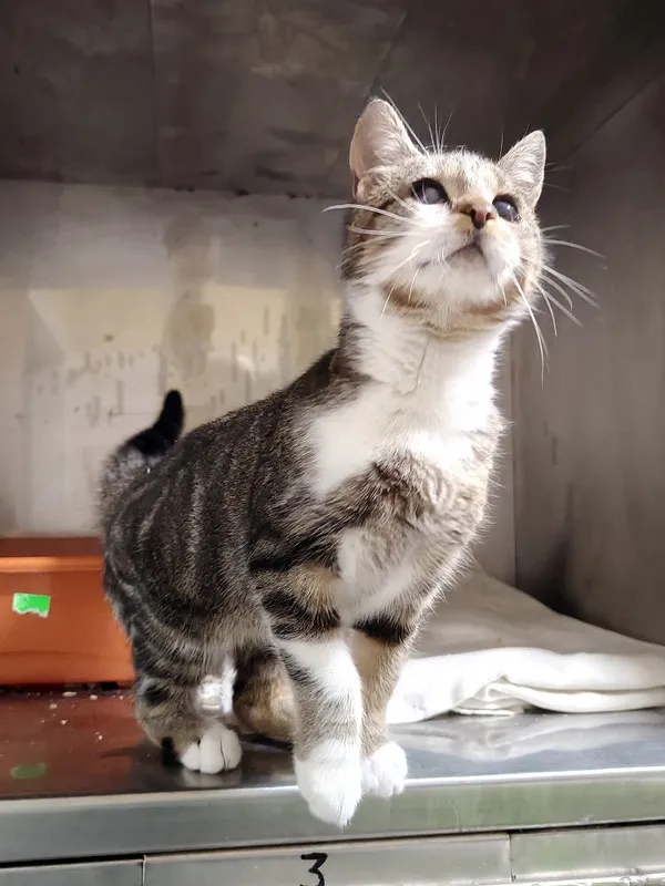 Kot do adopcji, Włocławek, 24 października 2025 (4/5)