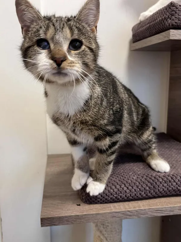 Kot do adopcji, Włocławek, 24 października 2025 (5/5)