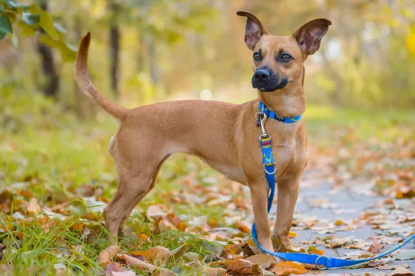 Pies do adopcji, Nowodwór, 26 października 2025 (1/5)