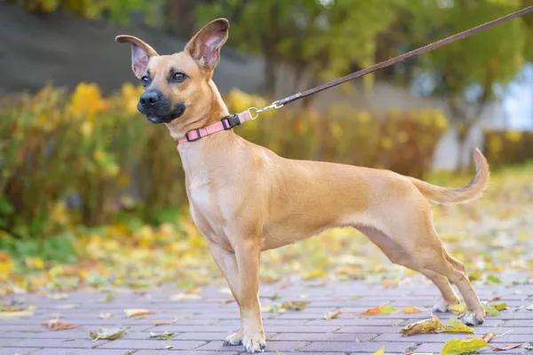 Pies do adopcji, Nowodwór, 26 października 2025 (3/5)