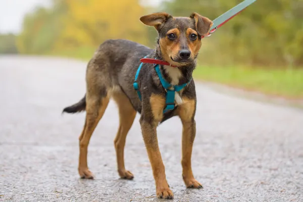 Pies do adopcji, Nowodwór, 26 października 2025 (1/5)