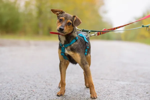 Pies do adopcji, Nowodwór, 26 października 2025 (2/5)