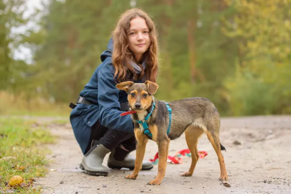 Pies do adopcji, Nowodwór, 26 października 2025 (3/5)