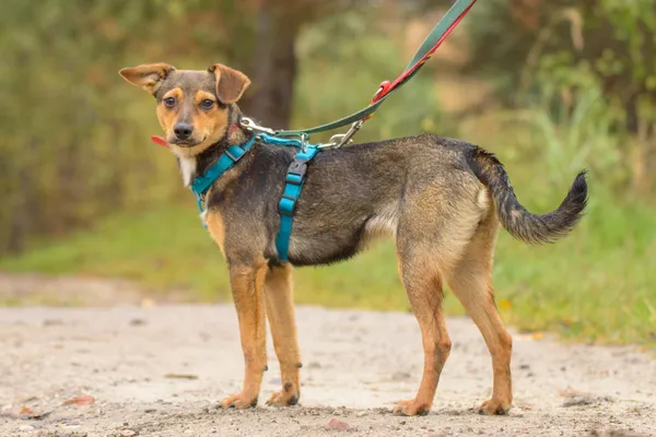 Pies do adopcji, Nowodwór, 26 października 2025 (4/5)