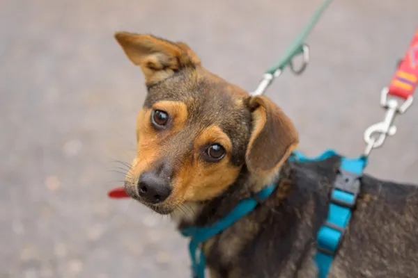 Pies do adopcji, Nowodwór, 26 października 2025 (5/5)