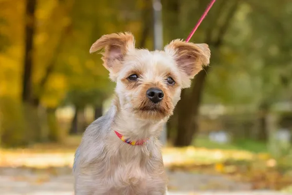 Pies do adopcji, Nowodwór, 26 października 2025 (1/5)