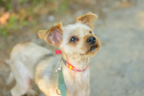 Pies do adopcji, Nowodwór, 26 października 2025 (5/5)