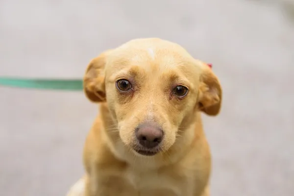 Pies do adopcji, Nowodwór, 26 października 2025 (1/5)