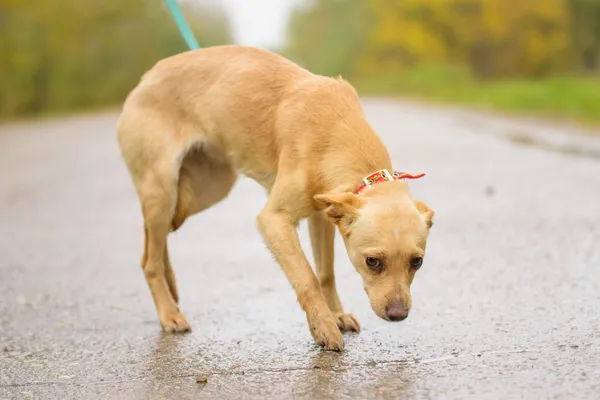 Pies do adopcji, Nowodwór, 26 października 2025 (2/5)