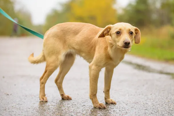 Pies do adopcji, Nowodwór, 26 października 2025 (4/5)