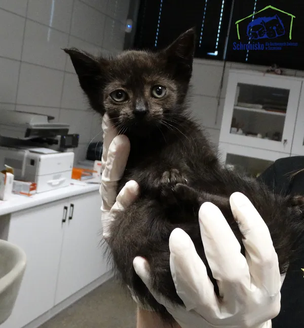 Kot do adopcji, Szczecin, 25 października 2025