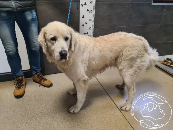 Znaleziono psa, Chełmek, 27 października 2025