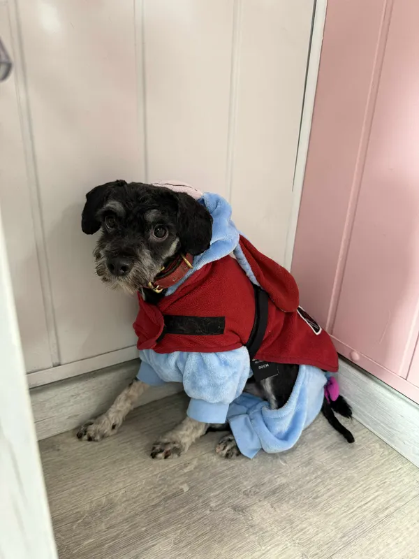 Pies do adopcji, Orzechowce, 26 października 2025 (3/3)