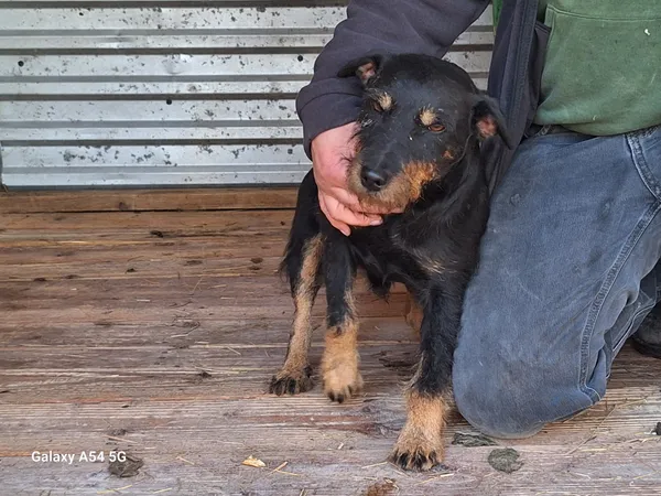 Pies do adopcji, Orzechowce, 25 października 2025 (1/5)