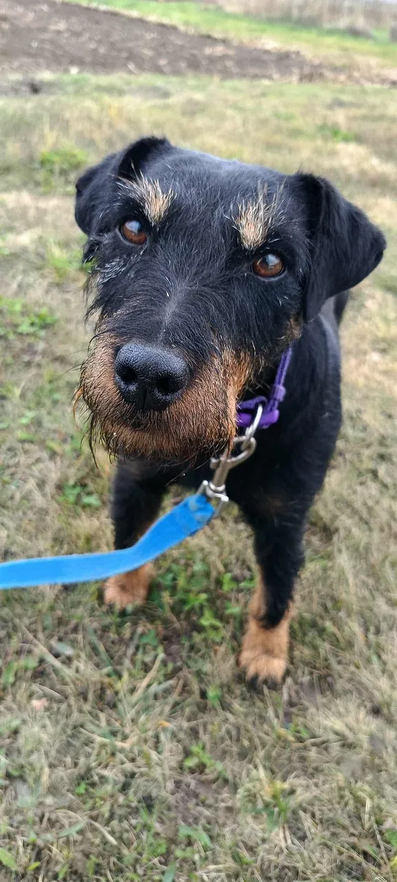 Pies do adopcji, Orzechowce, 25 października 2025 (3/5)