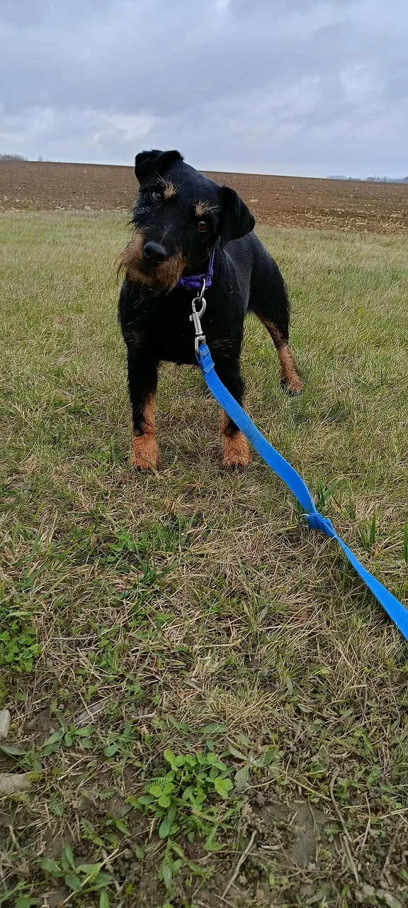 Pies do adopcji, Orzechowce, 25 października 2025 (4/5)