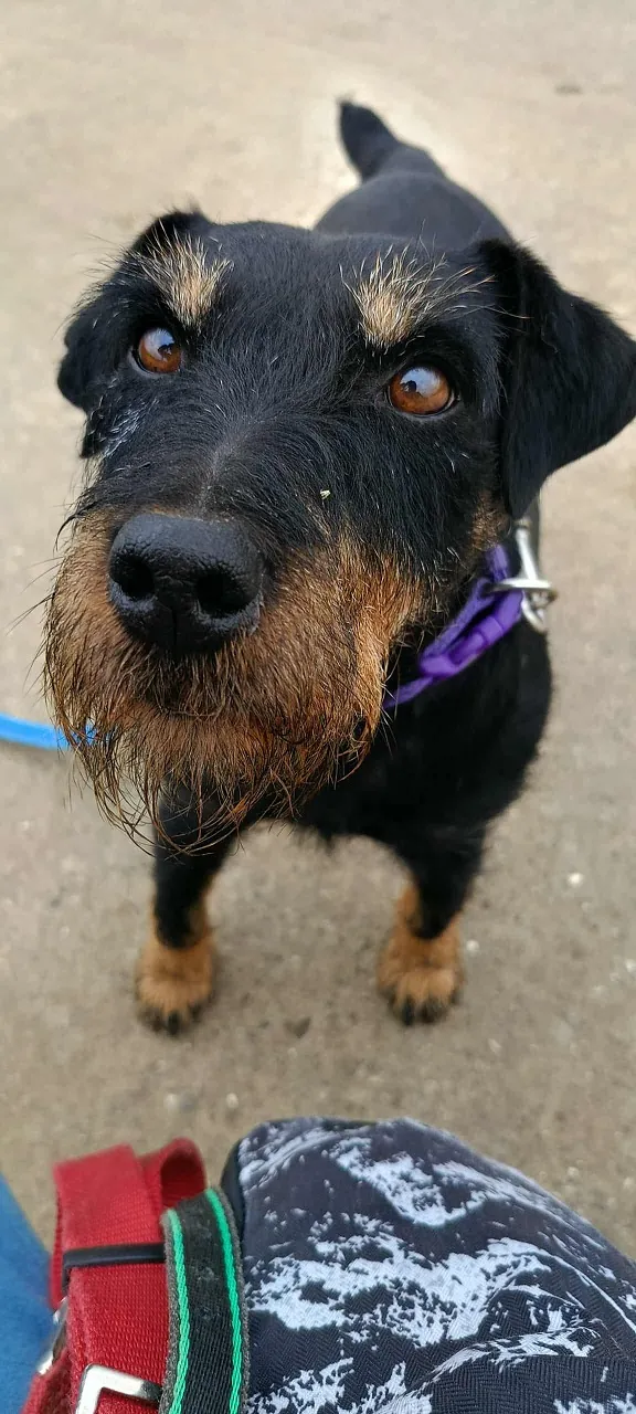 Pies do adopcji, Orzechowce, 25 października 2025 (5/5)