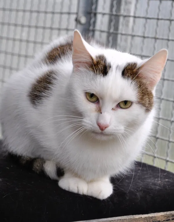 Kot do adopcji, Gdańsk, 27 października 2025