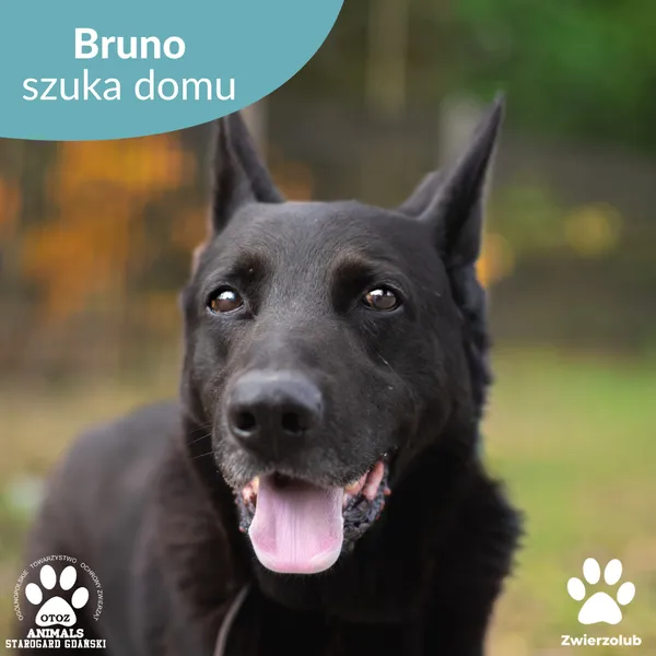 Pies do adopcji, Starogard Gdański, 27 października 2025 (1/4)