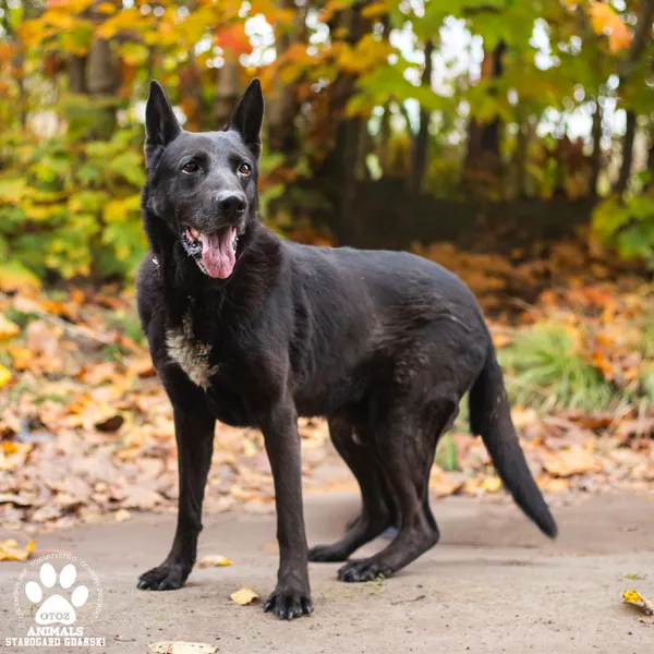 Pies do adopcji, Starogard Gdański, 27 października 2025 (2/4)