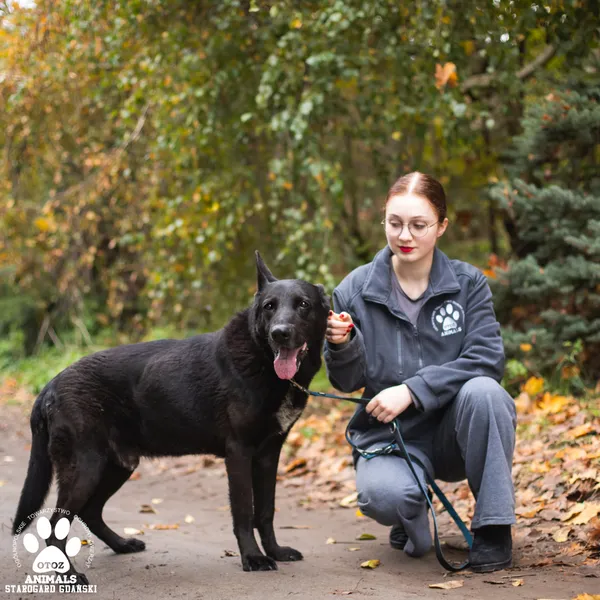 Pies do adopcji, Starogard Gdański, 27 października 2025 (3/4)