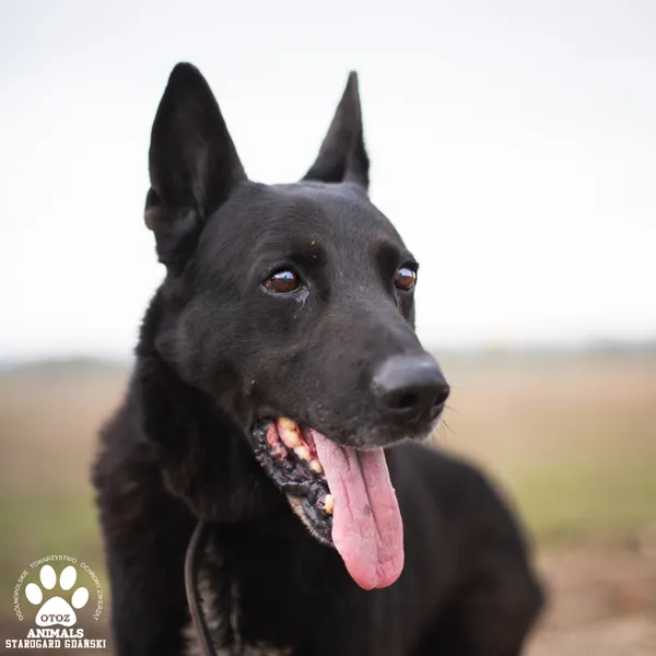 Pies do adopcji, Starogard Gdański, 27 października 2025 (4/4)