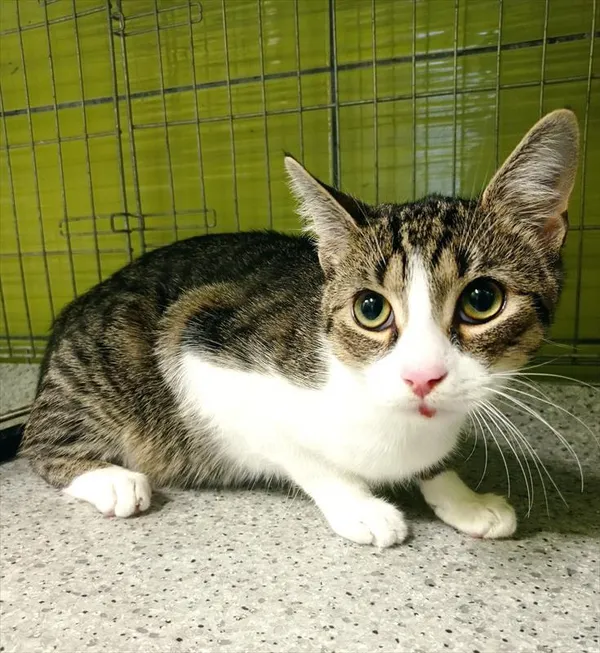 Kot do adopcji, Racibórz, 25 października 2025