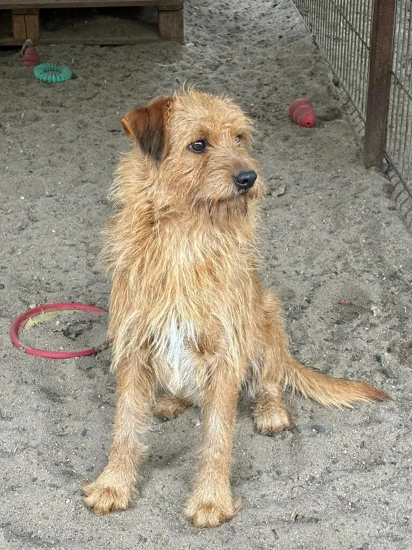 Pies do adopcji, Przyborówko, 27 października 2025 (2/3)