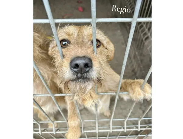 Pies do adopcji, Przyborówko, 27 października 2025 (3/3)