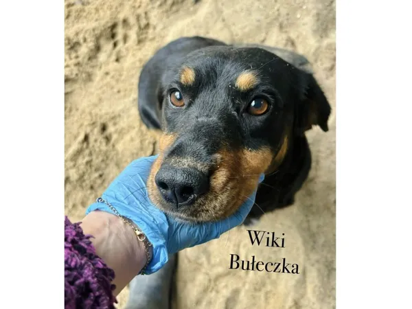 Pies do adopcji, Przyborówko, 27 października 2025 (3/3)