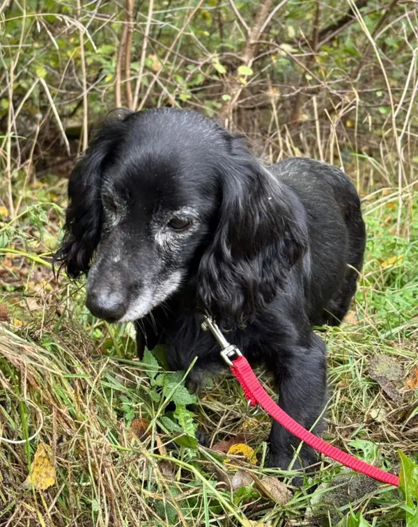 Pies do adopcji, Przyborówko, 27 października 2025 (2/3)