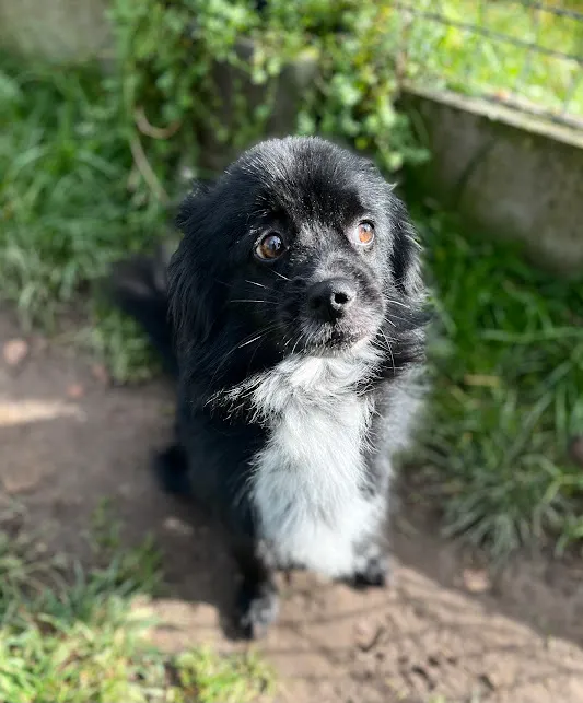 Pies do adopcji, Olsztyn, 2 października 2025 (1/3)