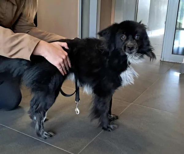 Pies do adopcji, Olsztyn, 2 października 2025 (2/3)