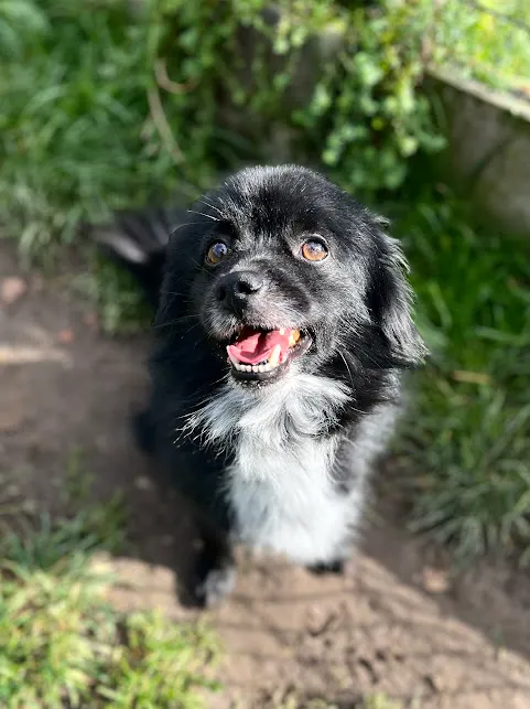 Pies do adopcji, Olsztyn, 2 października 2025 (3/3)