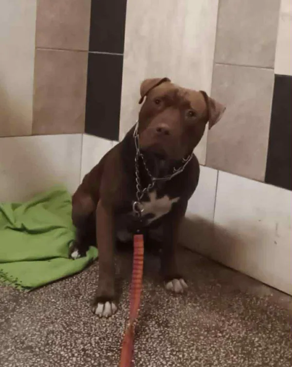 Pies do adopcji, Włocławek, 25 października 2025