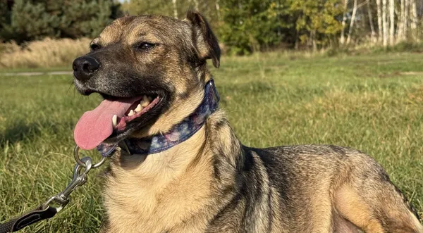 Pies do adopcji, Pieczyska, 26 października 2025 (1/4)