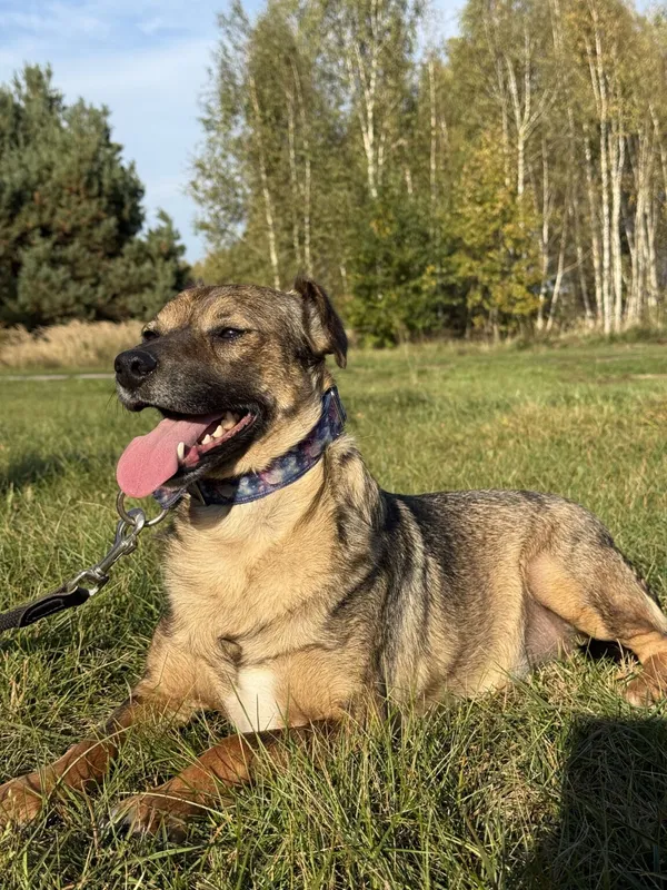 Pies do adopcji, Pieczyska, 26 października 2025 (2/4)